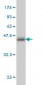 ATP6AP1 Antibody (monoclonal) (M01)